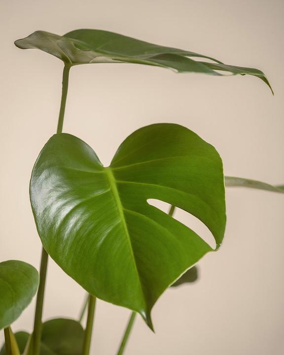 Image du produit feey Grand Monstera (65 cm, Fraîchement rempotés)