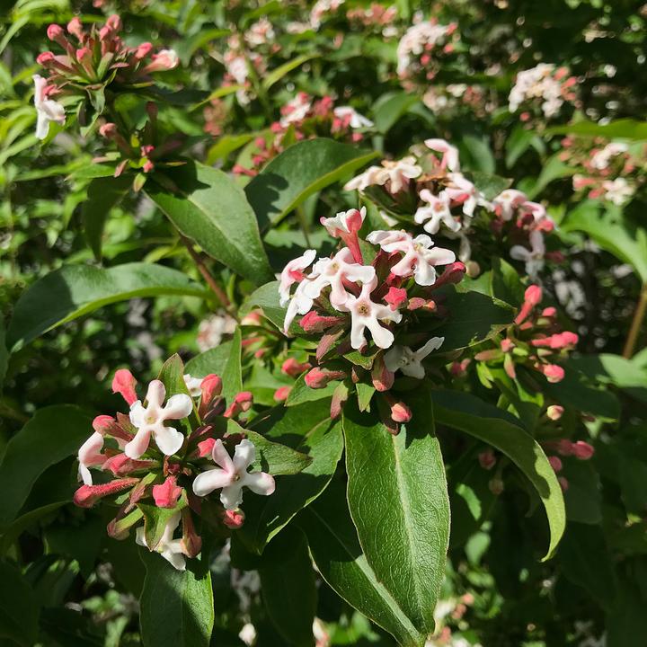 Produktbild Zulauf Koreanische Duft - Abelie / Abelia mosanensis (70 cm)