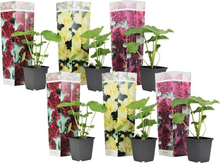 Immagine prodotto Plant in a Box Alcea rosea 'Spring celebrities' Rosso cremisi, limone, viola - Miscuglio di 6 piante (25 cm)
