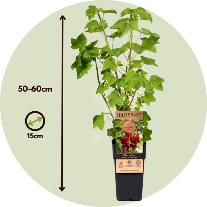 Actual product image Plant in a Box Ribes rubrum Jonkheer van Tets - set of 4 currants (50 cm)