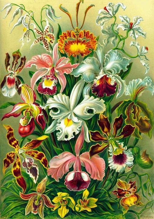 Produktbild Good Loot Puzzle 1000 Imagination Ernst Haeckel Orchidea / Orchid (1000 Teile)