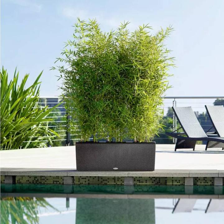 Image du produit Lechuza Trio Cottage (32 cm)