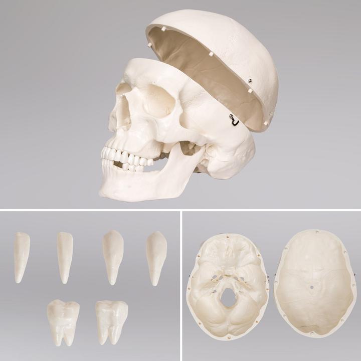 Image du produit tectake Squelette anatomique