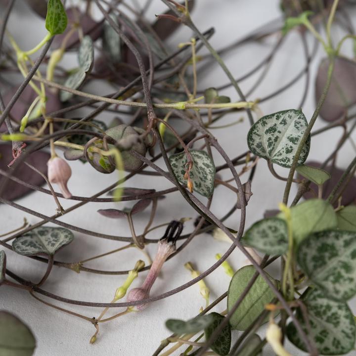 Immagine prodotto Plant in a Box Ceropegia linearis Woodii - foglia del cuore a catena affondante (30 cm)