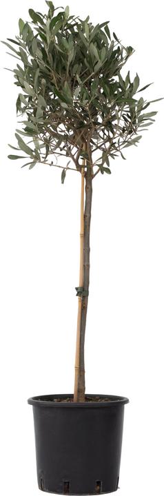 Actual product image Plant in a Box Olea Europaea - Olive tree (100 cm)