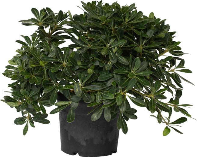 Image du produit Plant in a Box Pittosporum tobira nanum - Laurier (30 cm)