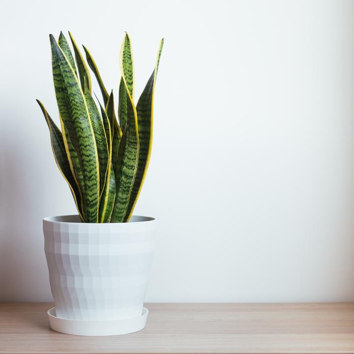 Immagine prodotto Plant in a Box Sansevieria trifasciata Laurentii - canapa a fiocco (40 cm)