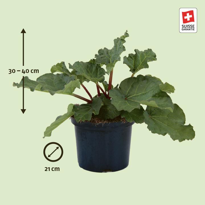 Immagine prodotto Zulauf Rheum 'Elmsfeuer' / Rhabarber 'Elmsfeuer' (30 cm)