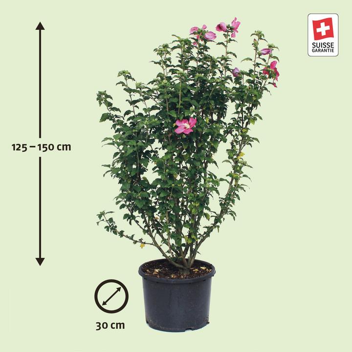 Immagine prodotto Zulauf Eibisch / Hibiscus syr. 'Woodbridge' (150 cm)