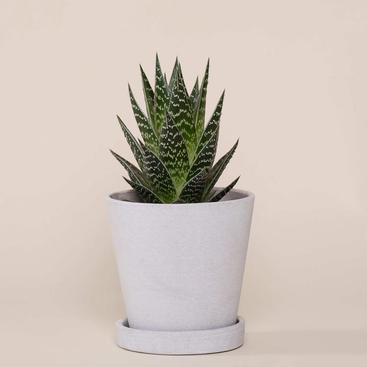 Image du produit Mary and Plants Aloe Tiki Tahi HAY Gris clair (20 cm)