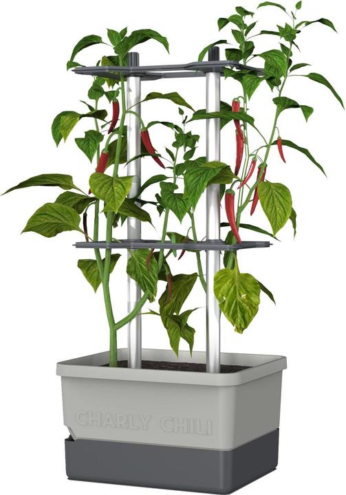 Gusta Garden Chili de Charly (35.35 cm)