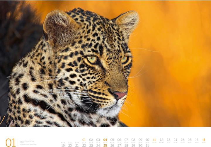 Produktbild Afrika - Gallery Kalender 2026 (66 x 50 cm, Harter Einband, Englisch, Deutsch)