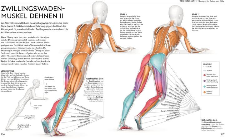 Image du produit Malek:Stretching - Die Anatomie versteh (Allemand, Leada Malek, 2023)
