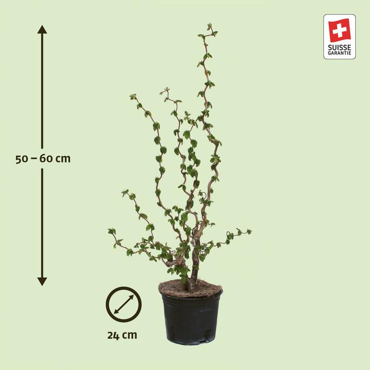 Produktbild Zulauf Haselnussstrauch / Corylus avellana (100 cm)