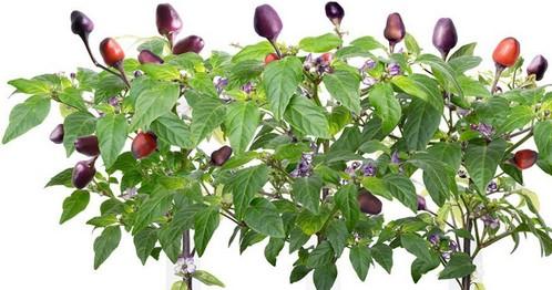 Produktbild Click and Grow Lila Chilli (Gemüsesamen)