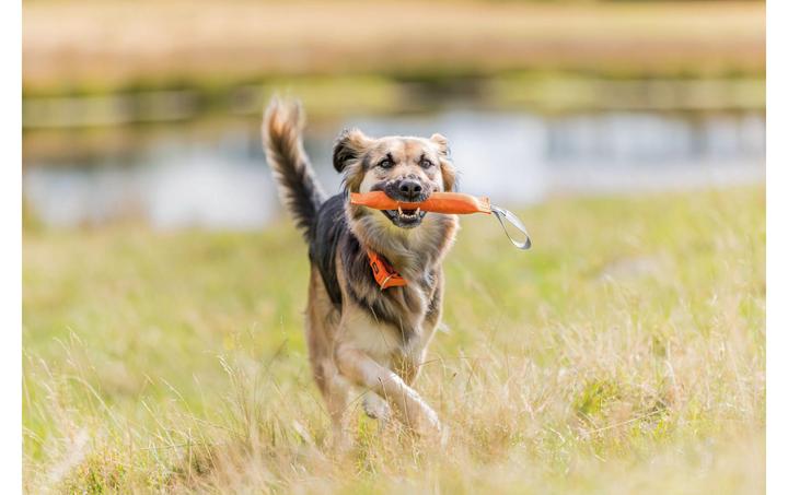Actual product image Trixie Sporting training dummy (Retrieval)