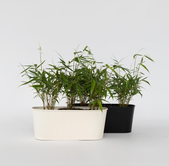 Image du produit Plant in a Box Fargesia scabrida Asian Wonder - Lot de 6 bambous asiatiques miraculeux (25 cm)