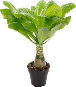 Actual product image Flowerbox Set of 5 Hawaiian Palm - Brighamia (40 cm)