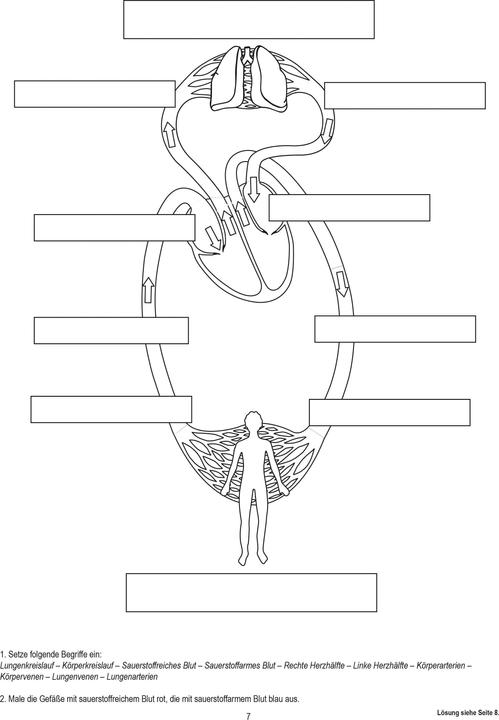 Image du produit Betzold Circulation sanguine, magnétique