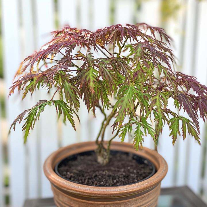 Produktbild Plant in a Box Acer palmatum 'Inaba-shidare' - 2er Set Japanischer Ahorn (30 cm)