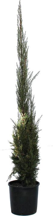 Actual product image Zulauf Säulen-Mittelmeer-Zypresse / Cupressus sempervi. 'Stricta' (100 cm)