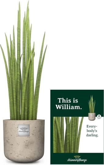 Image du produit Männerpflanze C'est William (55 cm)