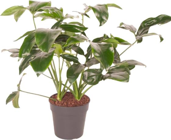Actual product image Fresca-Plant Philodendron Green Wonder Mix (24 cm)