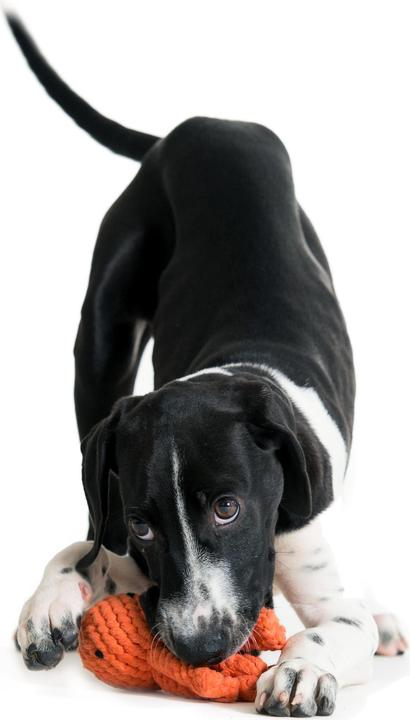 Image du produit Laboni Thaddeus Poulpe (Apporter, Jouet à mâcher pour chien, Jouet à lancer chien)