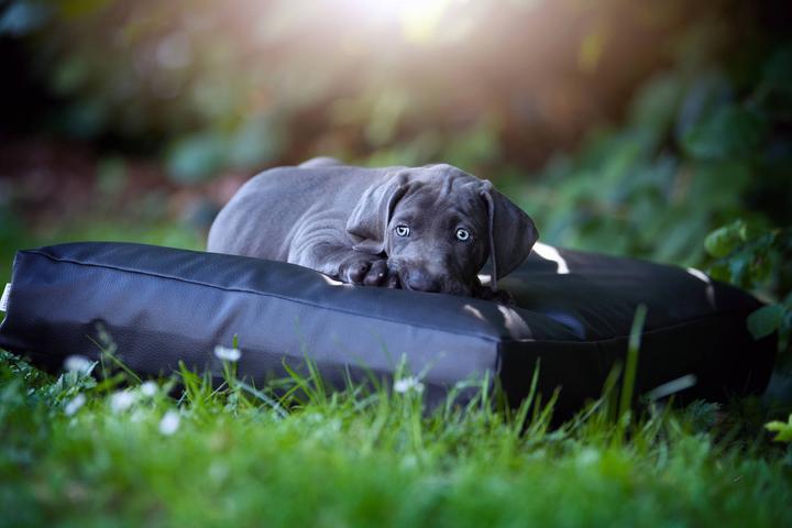 Immagine prodotto Laboni Manhattan (Cane)