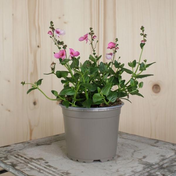 Immagine prodotto Säntispracht Set di 4, Euforbia elfica - Diascia personata Breezee Pink (30 cm)