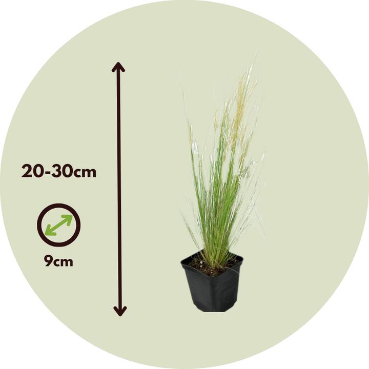 Produktbild Plant in a Box Stipa tenuifolia 'Pony Tails' - 9er Set Zier Federgras (20 cm)