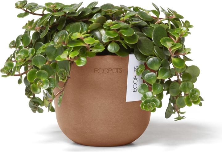 Actual product image Ecopots Oslo Mini (16 cm)