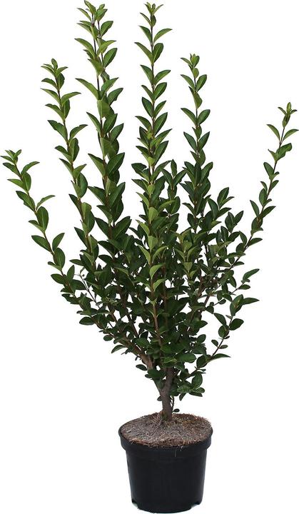 Actual product image Zulauf Ovalblättriger Liguster / Ligustrum ovalifolium (80 cm)