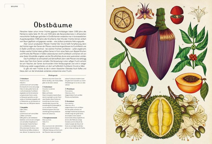 Image du produit Das Museum der Pflanzen (Allemand, Kathy Willis, Katie Scott, 2016)