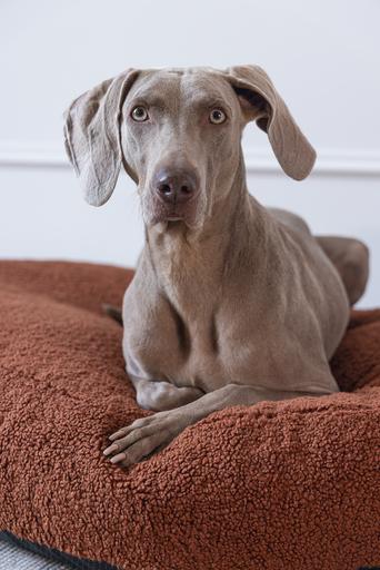 Produktbild Designed by Lotte Liegebett Ribbed (Hund)
