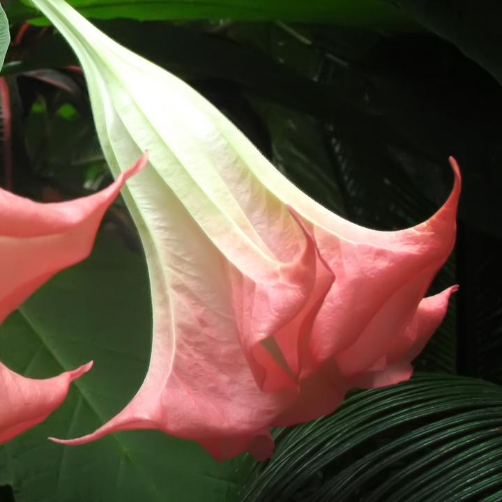 Produktbild Plant in a Box Brugmansia versicolor, sanguinea, suaveolens - 6er Set Engelstrompete (25 cm)