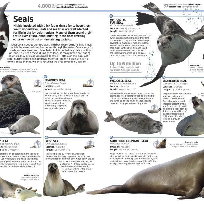 Image du produit Knowledge Encyclopedia Ocean! (Anglais, Collectif, 2020)