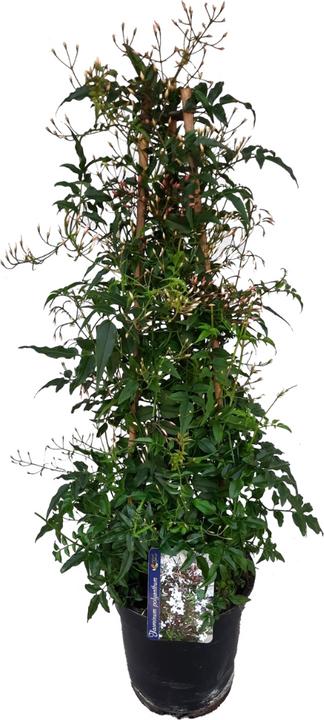 Plant in a Box Jasminum polyanthum - Jasmin (60 cm)