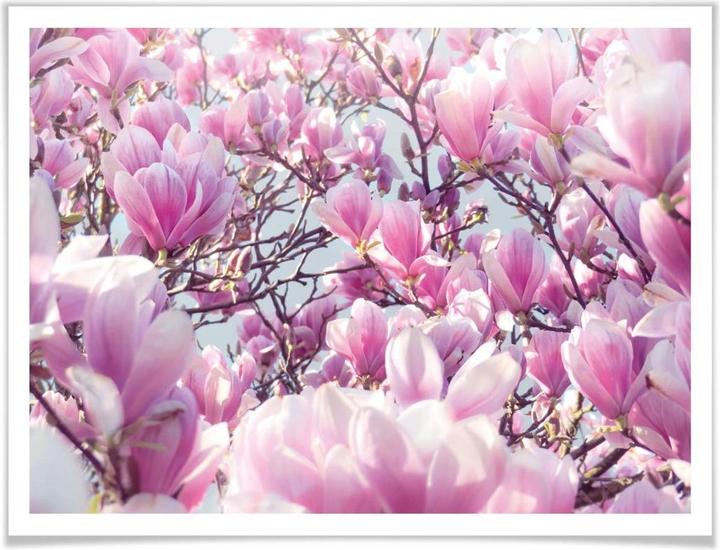 Image du produit Trenddeko Magnolia (30 x 24 cm)