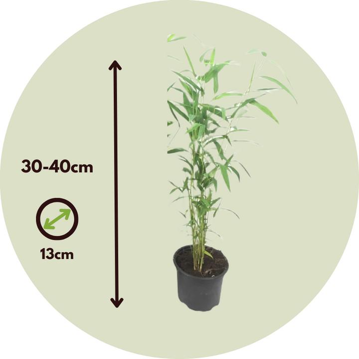 Actual product image Plant in a Box Fargesia papyrifera 'Blue Dragon' - 6er-Set Bambus (30 cm)