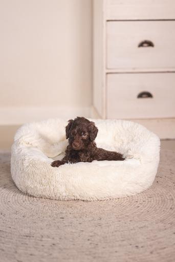 Immagine prodotto Beeztees Letto per cuccioli Kiki (Cane)