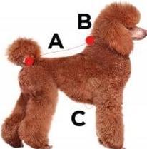 Produktbild Zolux Dublin Sweater Dog S25 Red (Hund)