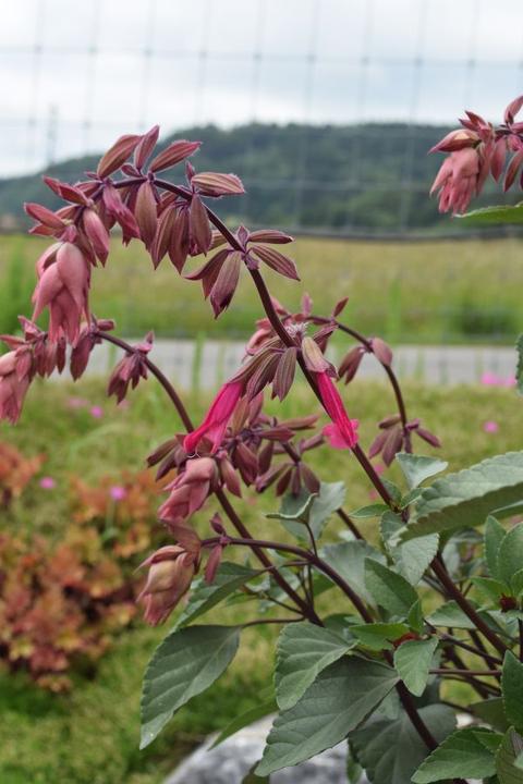 Immagine prodotto Säntispracht La salvia colorata con le bacche - Salvia hybrida 'Strawberry Lake' (150 cm)