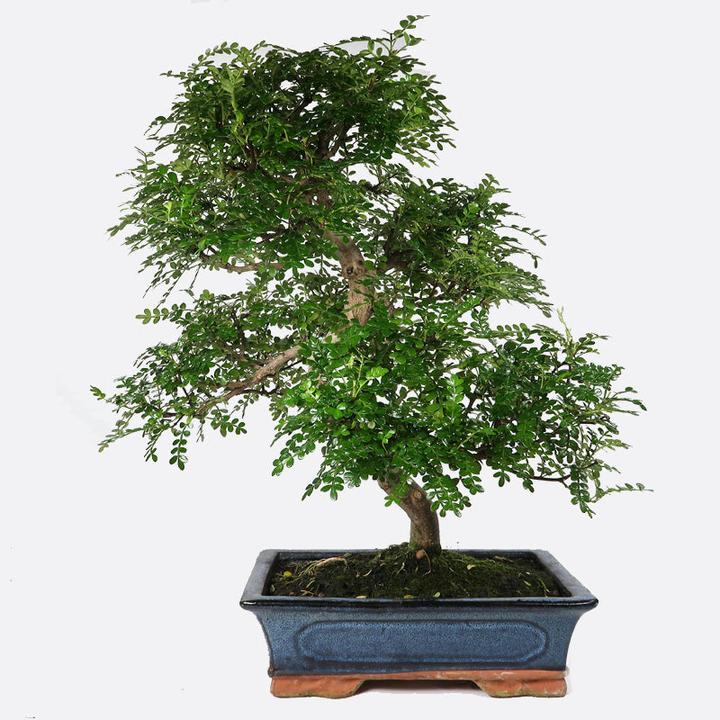 Produktbild Bonsai.ch Zanthoxylum Szechuanpfeffer cm