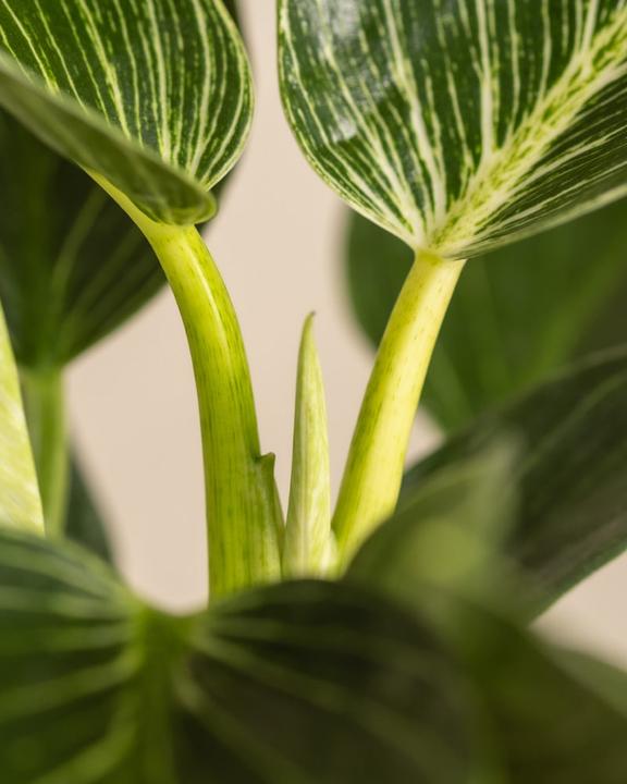Image du produit feey Philodendron Birkin 'White Measure' (mesure blanche) (30 cm, Fraîchement rempotés)