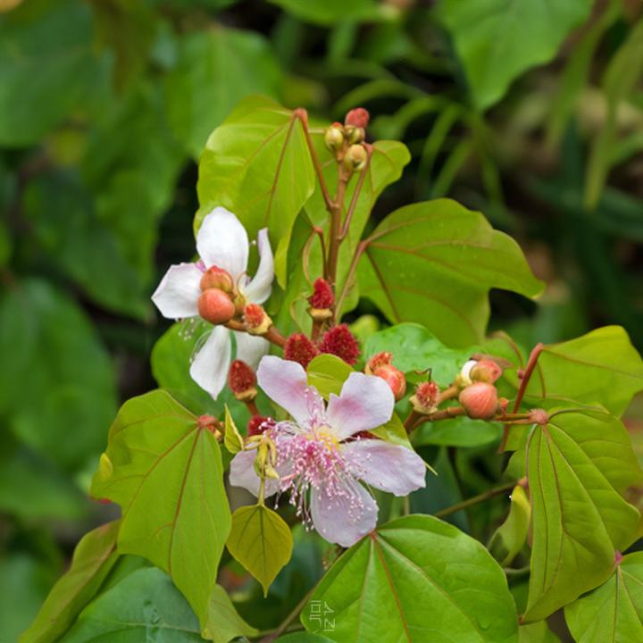 Produktbild Tropica Lippenstiftstrauch ( Bixa orellana ) (Pflanzensamen)