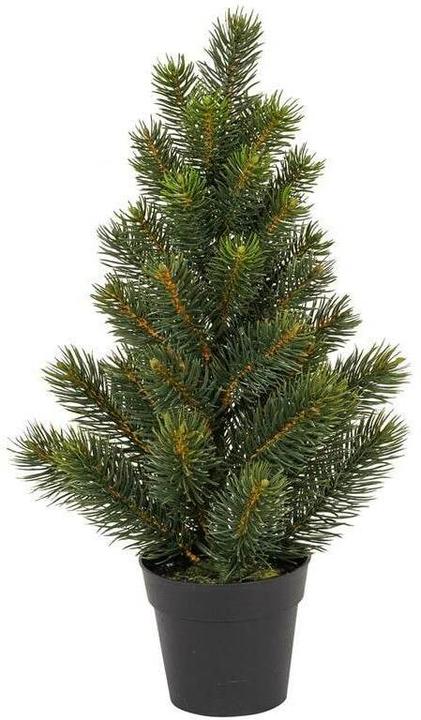 Botanic-Haus Sapin en pot