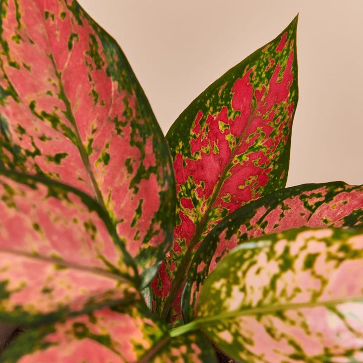 Produktbild Mary and Plants Aglaonema Cherry Baby (30 cm)