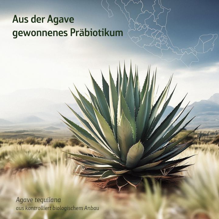 Produktbild Effective Nature Combi Flora Inulin Pulver (1 Stück, Pulver, 450 g)