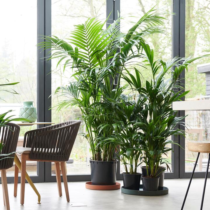 Immagine prodotto Plant in a Box Howea forsteriana - Palma della Kentia (130 cm)